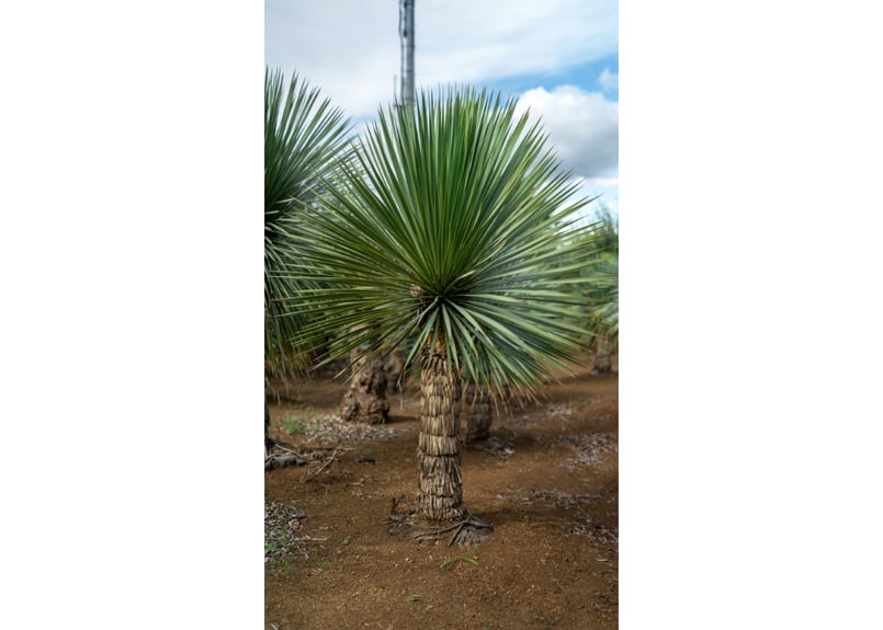 ユッカロストラータ♪ 国内実生株株　引取り限定 ユッカ ロストラータ(Yucca rostrata) 特大株 引き取り限定