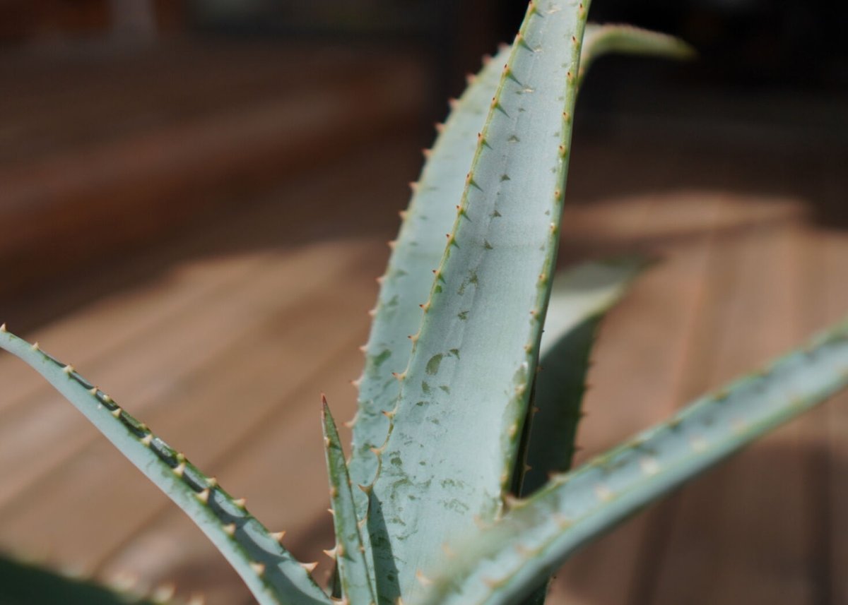 アロエ スプラフォリアータ Aloe suprafoliata | mana's farm:塊