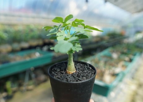 アデニア　グラウカ　Adenia Glauca　No.1