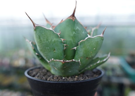 アガベ　チタノタ　FO-76　agave titanota  FO-76 No.2