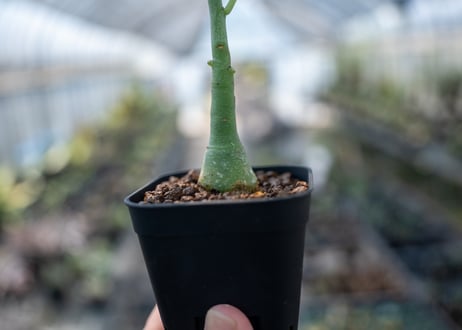 アデニア グラウカ  Adenia glauca　NO.4