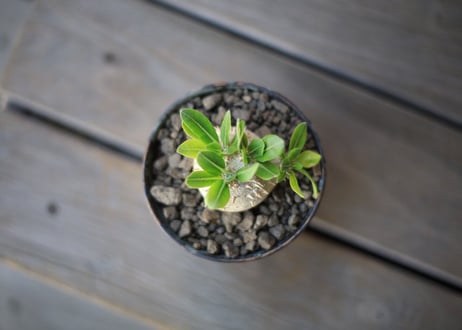 恵比寿笑い　Pachypodium brevicaule