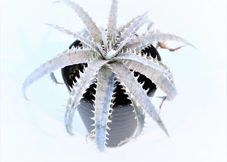 Dyckia delicat golden form F1 X (Arizona X ML)