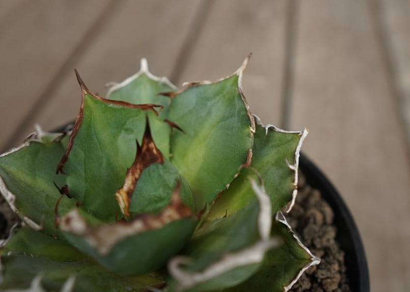 アガベ チタノタ 鬼爪 雪峰 Agave titanota “Onitsume Yukimi