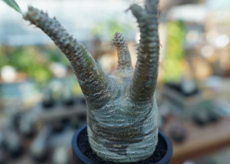 【未発根】パキポディウム　グラキリス　 Pachypodium Gracilius  No.15