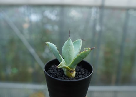 【抜き苗】アガベ　マクロアカンサ×ポタトラム　 Agave macroacantha×potatorum