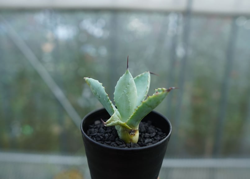抜き苗】アガベ マクロアカンサ×ポタトラム Agave macroacantha×pota