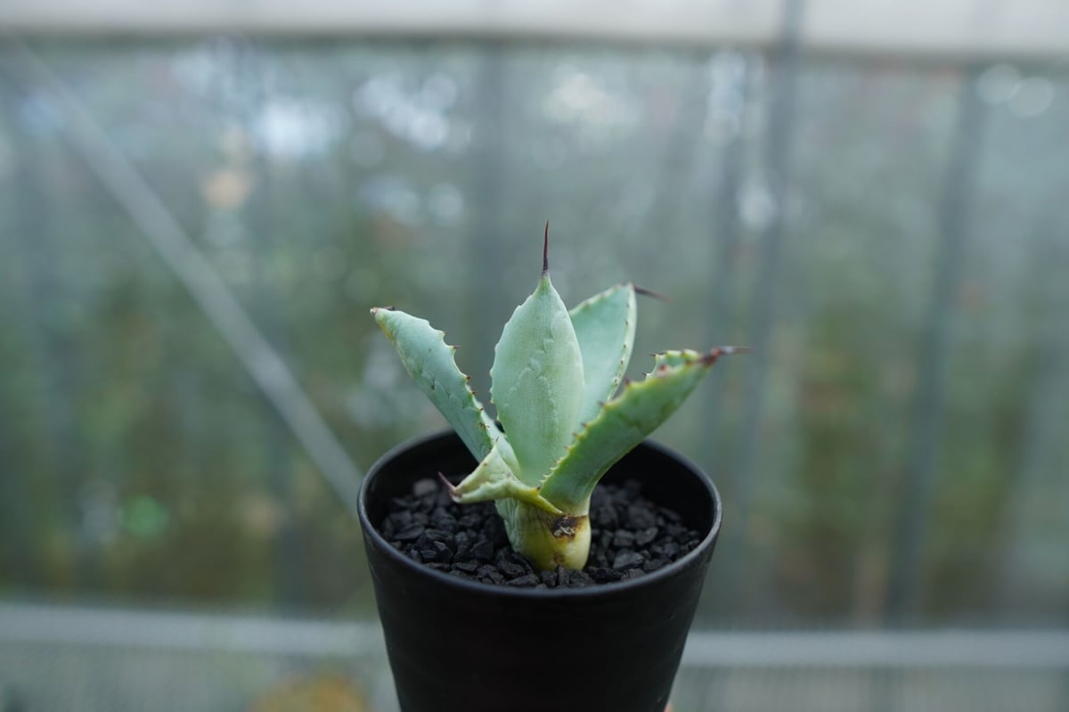 抜き苗】アガベ マクロアカンサ×ポタトラム Agave macroacantha×pota