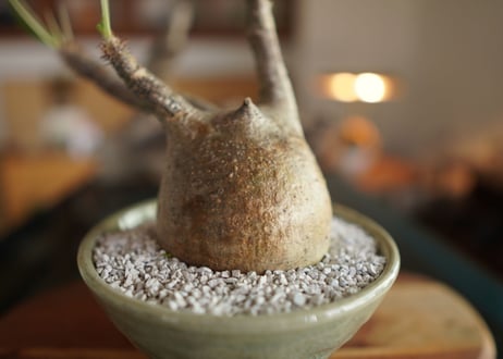 パキポディウム　グラキリス　 Pachypodium Gracilius