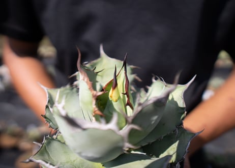 Agave Titanota
