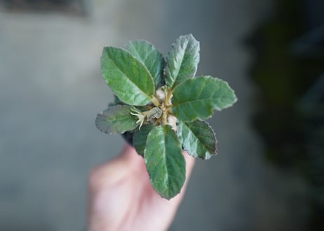 ドルステニア フォエチダ Dorstenia foetida