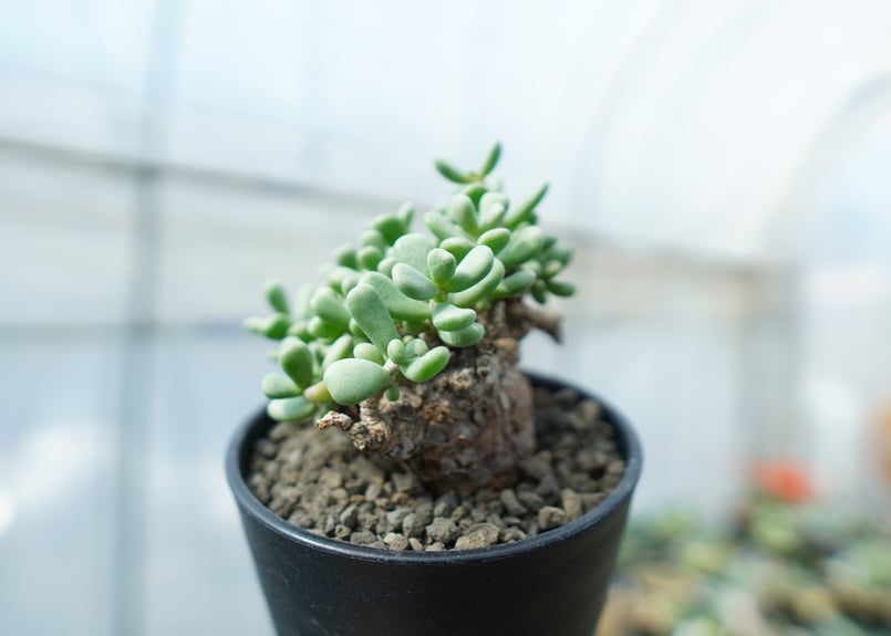 ケラリア ピグマエア Ceraria pygmaea No.8 | mana's farm: