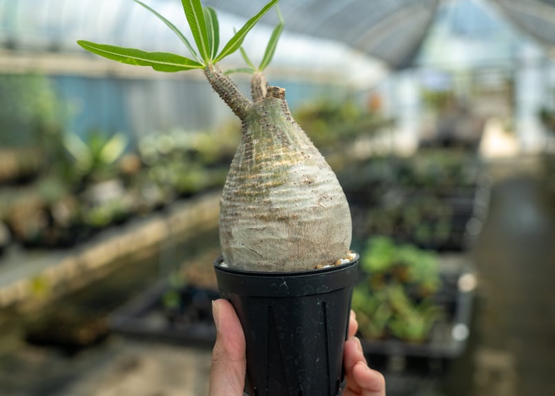 パキポディウム グラキリス(真ん中のみ) パキポディウム・グラキリスの実生1年間の記録＋花が咲くまでの記録