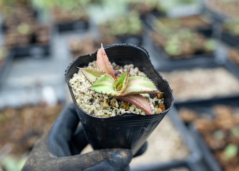 らぼメン様 リクエスト【アガベ オテロイ】星空 麻花セット アガベ オテロイ 斑入り 沖縄実生 | mana's farm:塊根植物・アガベ