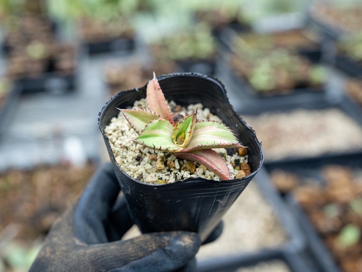 アガベ オテロイ 斑入り 沖縄実生 | mana's farm:塊根植物・アガベ