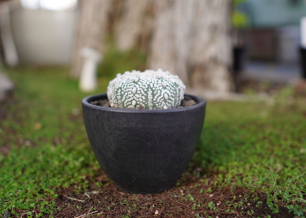 Astrophytum asterias 'Zebra Super'兜 Astrophytum asterias