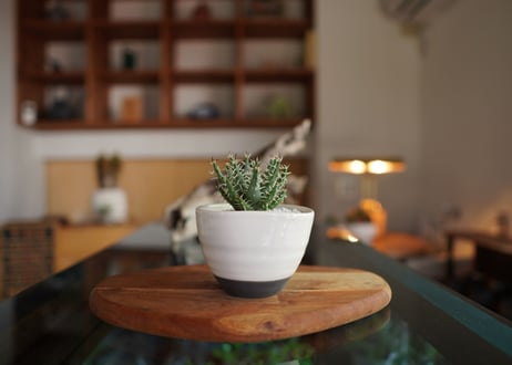 アロエ　エリナケア　Aloe erinacea