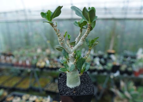 アデニウム　Adenium　No.1