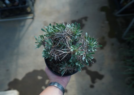オトンナ　ユーフォルビオイデス　Othonna euphorbioides　C2