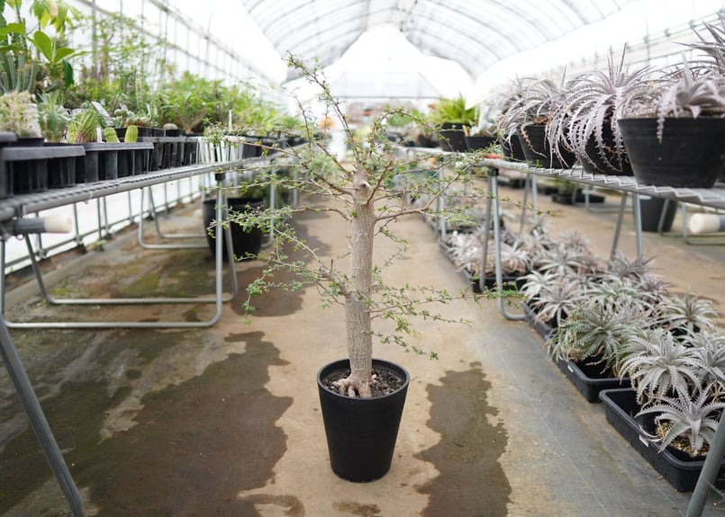 ご神木】オペルクリカリア デカリー | mana's farm:塊根植物・アガベ