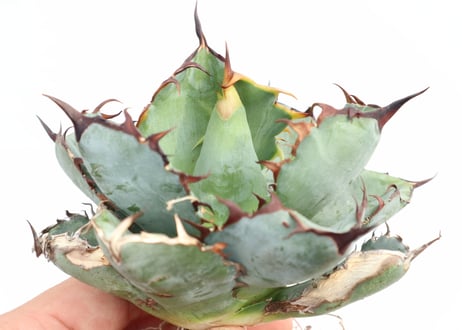 Agave titanota Black &Blue