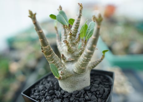 アデニウム　Adenium　No.4