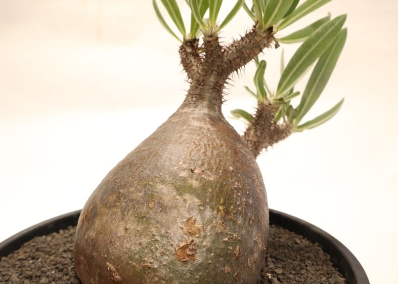 観葉植物Pachypodiuｍ パキポディウム グラキリス ベアルート 塊根植物