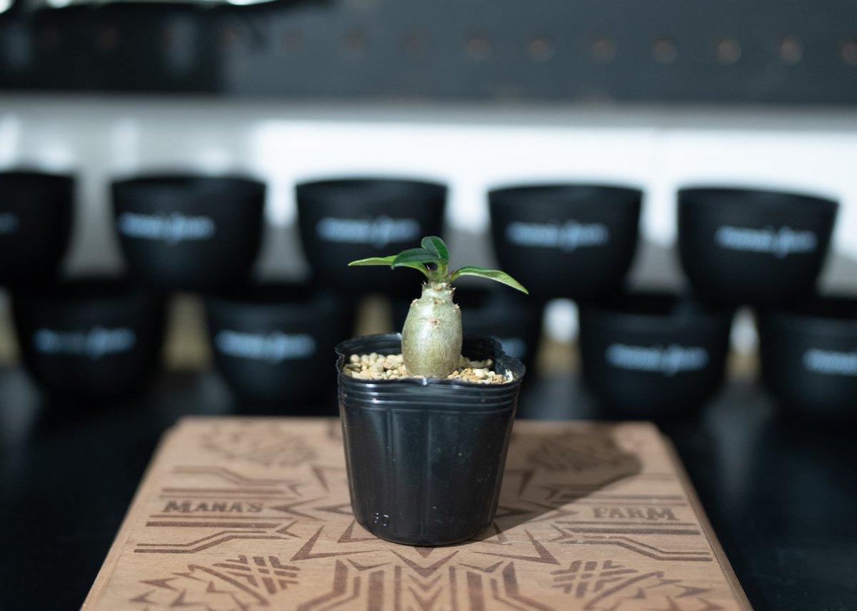 パキポディウム ウィンゾリー 沖縄実生 No.2 | mana's farm:塊根植物