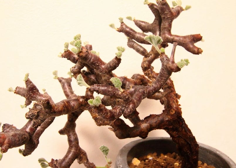 ペラルゴニウム ミラビレ Pelargonium mirabile | mana's farm