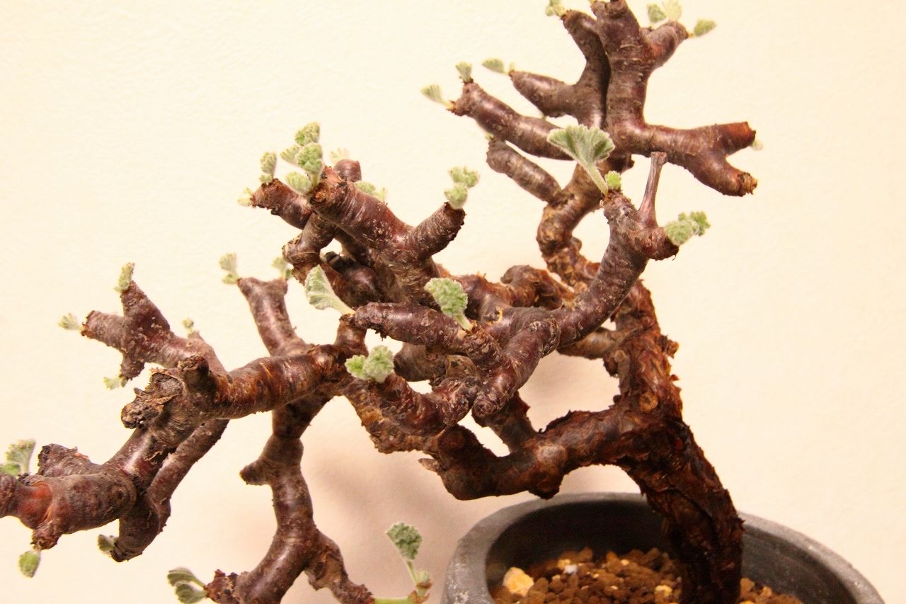 ペラルゴニウム ミラビレ Pelargonium mirabile | mana's farm