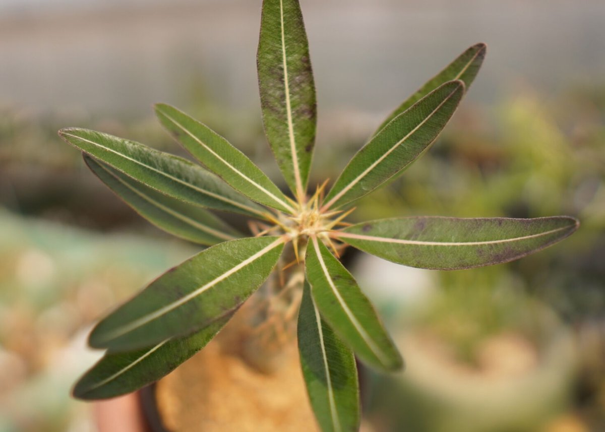 パキポディウム ドラケイ | mana's farm:塊根植物・アガベ・ドライ