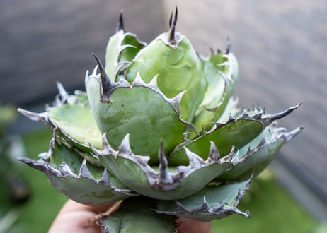 Agave B&B A NO.1