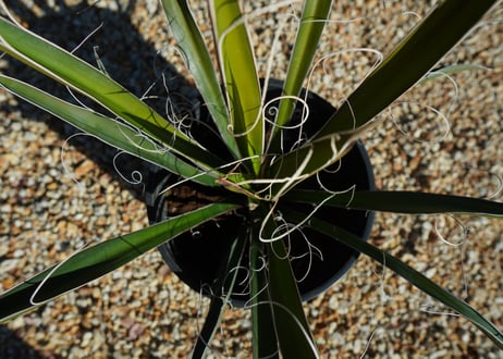 ユッカ　カルネロサーナ Yucca carnerosana  No.1
