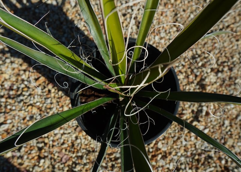 【手渡限定】カルネロサーナ　ユッカ ユッカ カルネロサーナ Yucca carnerosana No.2 | mana's fa