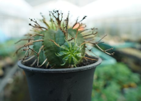 ユーフォルビア　スーパーバリダ　Euphorbia super valida  No.2