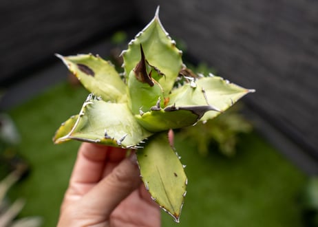 Agave Sowing seeds NO.6