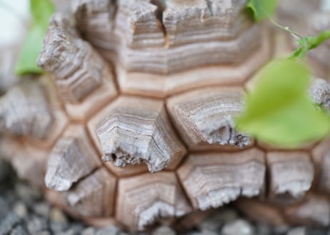 Dioscorea elephantipes