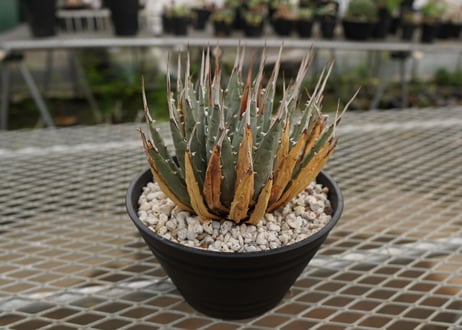 アガベ　ユタエンシス　Agave uthaensis　NO.4