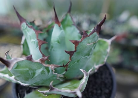 アガベ　チタノタ　 ブラックアンドブルー 　Agave titanota black and blue　No.3