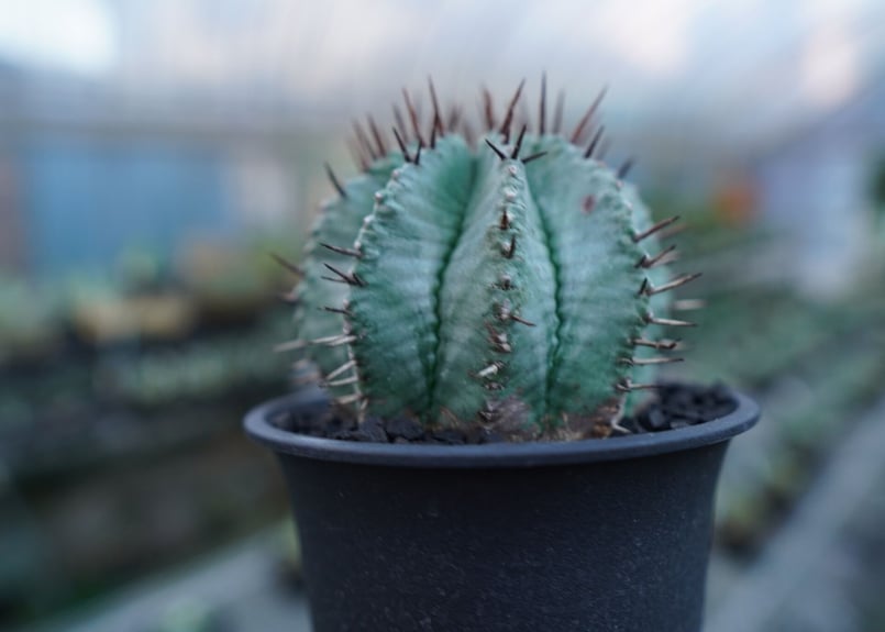 ユーフォルビア ホリダ Euphorbia horrida No.2 | mana's fa