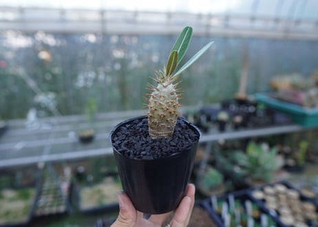 パキポディウム　カクチぺス　Pachypodium cactipes