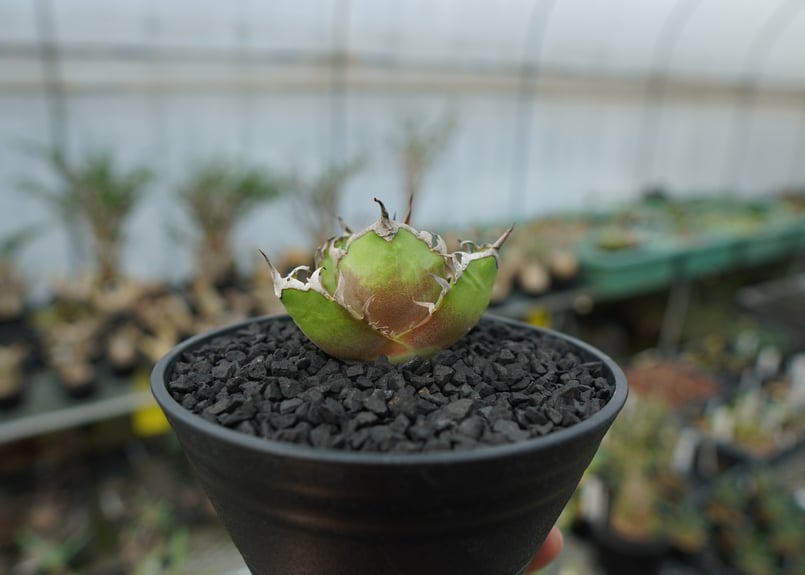 ◆アガベ！シーザー！NO.1◆ 現物》アガベ・チタノタ シーザー No.9283 3号 | | 現物販売