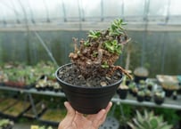 ケラリア　ピグマエア　Ceraria pygmaea No.1
