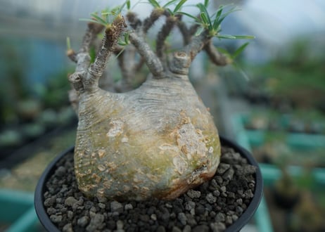 パキポディウム　グラキリス　 Pachypodium Gracilius　No.3
