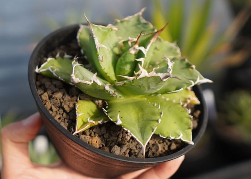 agave titanota ソーラーエクリプス | mana's farm:塊根植物・アガ