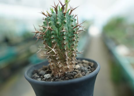 ユーフォルビア　群星冠　Euphorbia stellispina