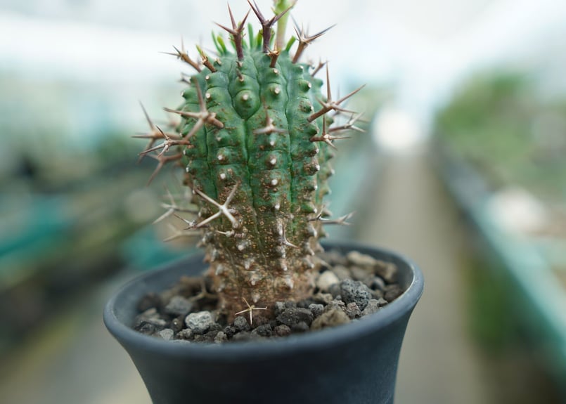 ユーフォルビア 群星冠 Euphorbia stellispina | mana's farm
