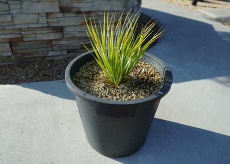 ユッカ　ロストラータ　yucca rostrata No.2