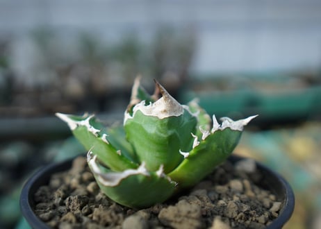 アガベ　チタノタ　ホワイトファイヤー　agave titanota white fire　白火焔　 A2