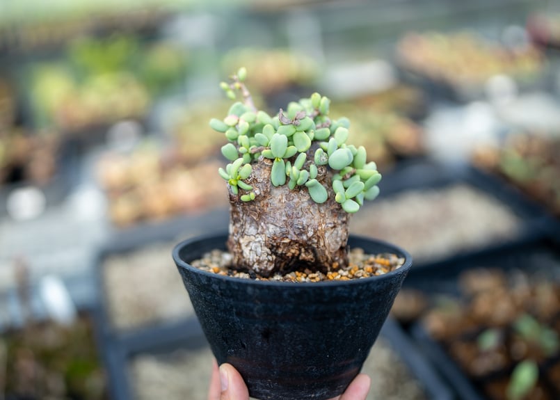 ケラリア ピグマエア 沖縄管理株 雌株 輸入3年経過 親株 | mana's